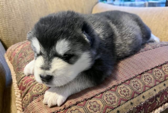 Alaskan Malamute Puppies media 8