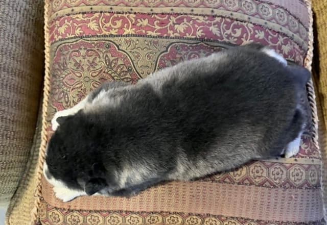 Alaskan Malamute Puppies media 9