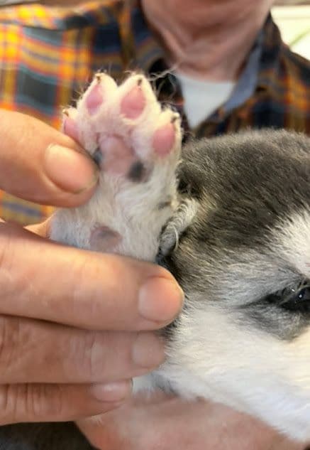 Alaskan Malamute Puppies media 10