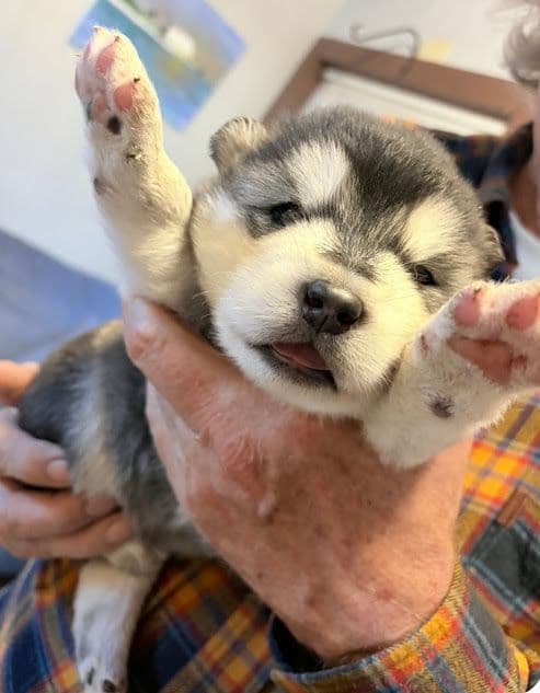 Alaskan Malamute Puppies media 11