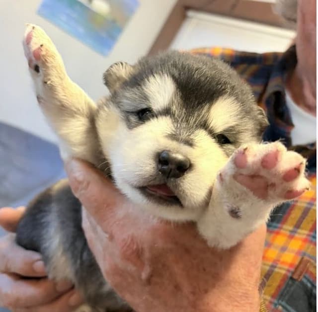 Alaskan Malamute Puppies media 12