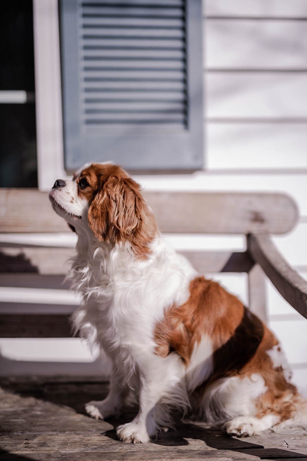 Cavalier King Charles Spaniel Puppies breeder image 2