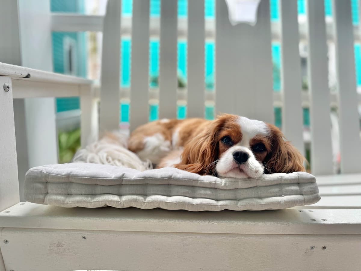 Cavalier King Charles Spaniel Puppies breeder image 4