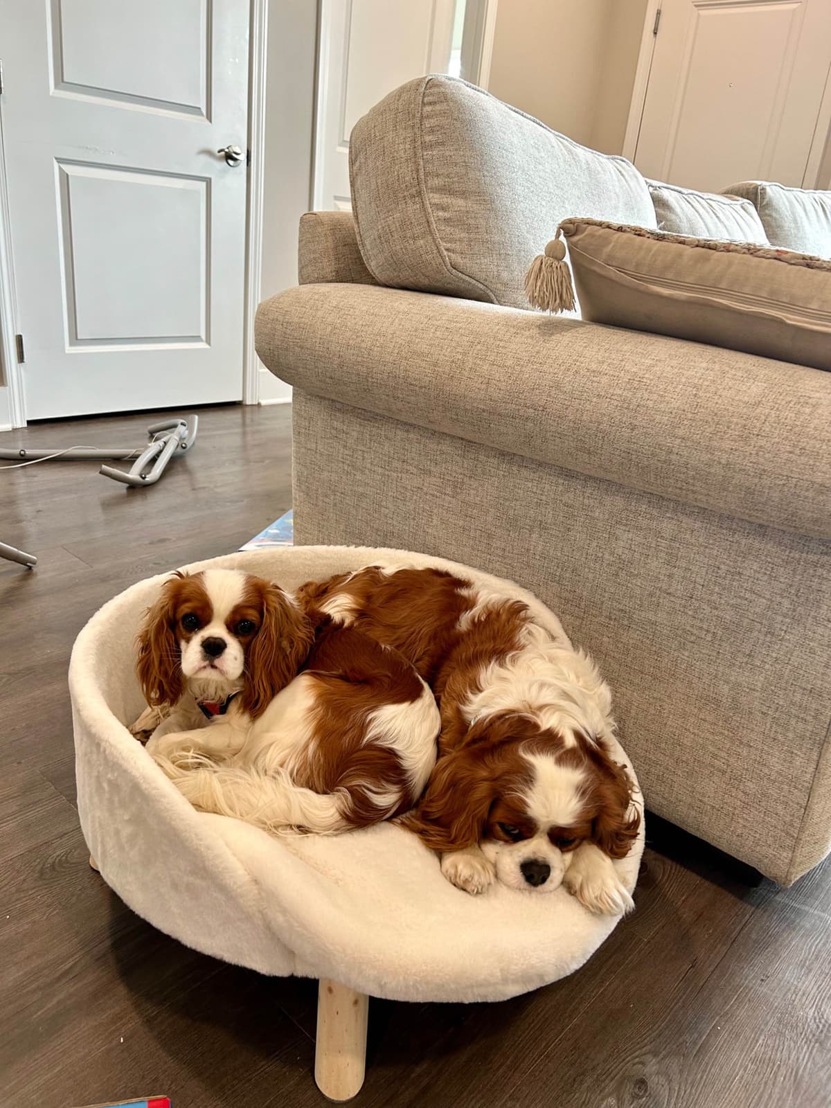 Cavalier King Charles Spaniel Puppies breeder image 5