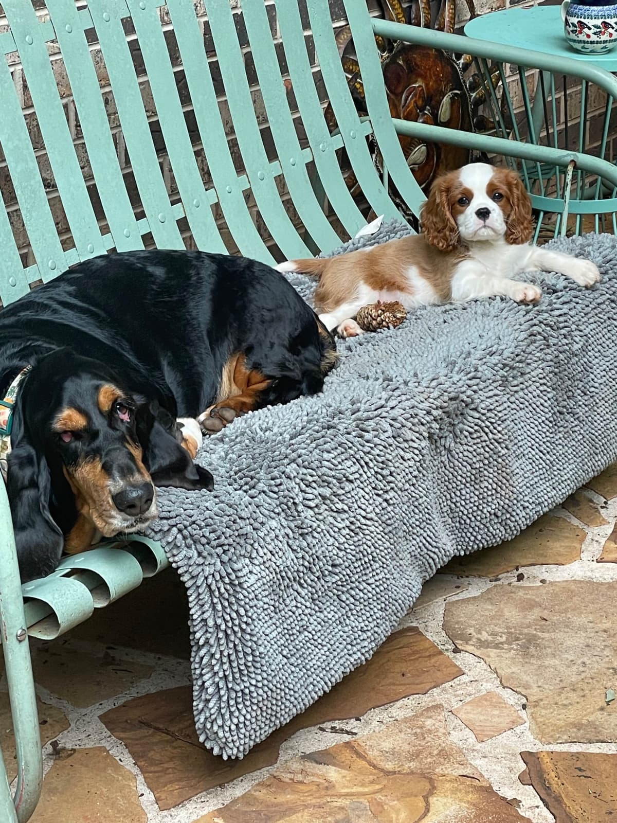 Cavalier King Charles Spaniel Puppies breeder image 6