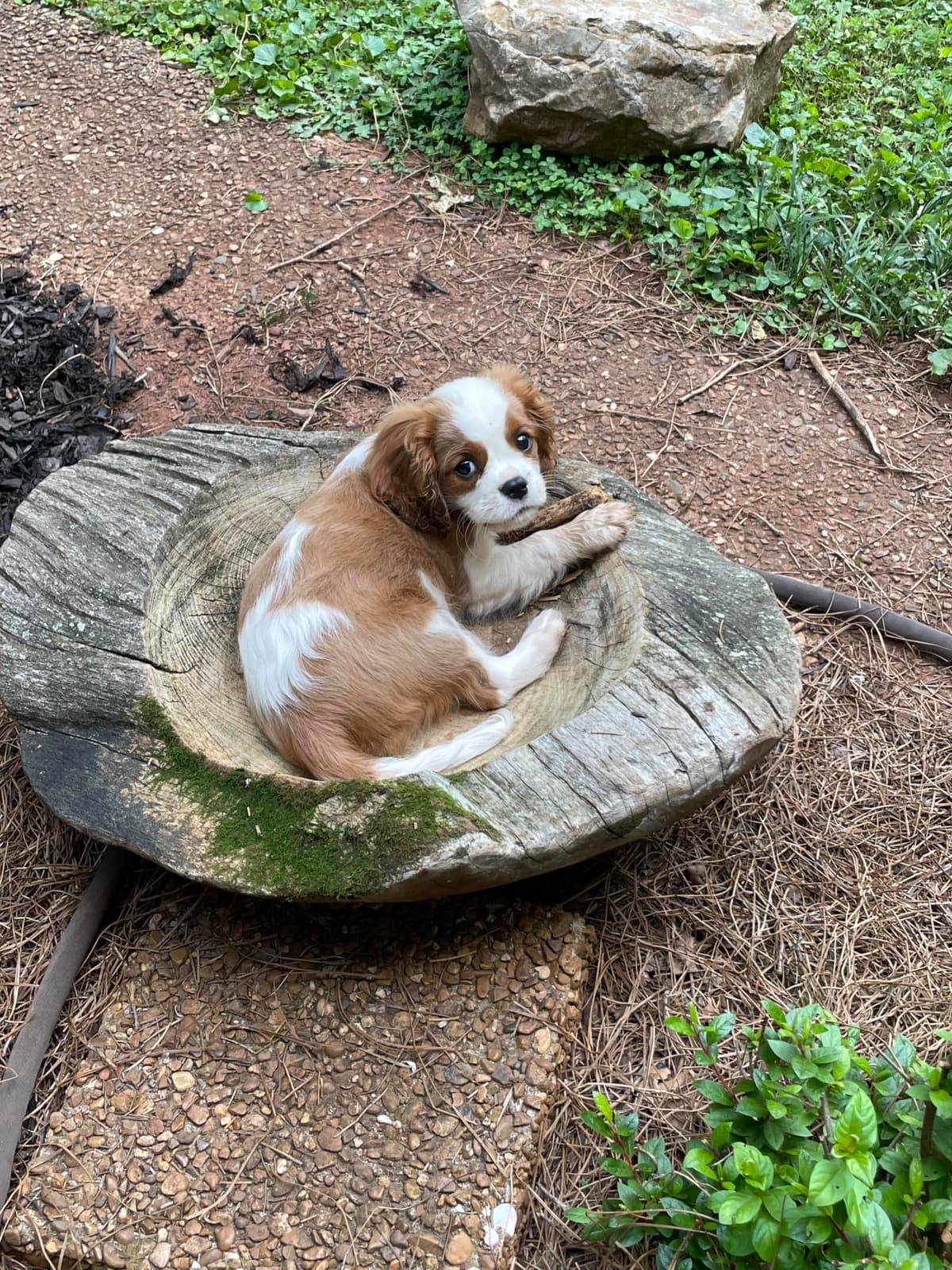 Cavalier King Charles Spaniel Puppies breeder image 7