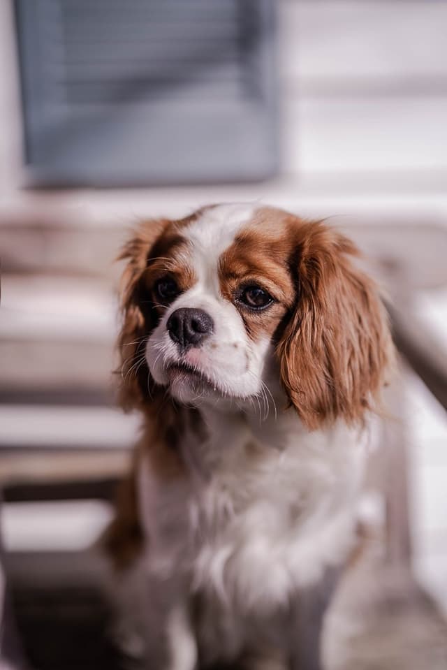 Cavalier King Charles Spaniel Puppies media 2