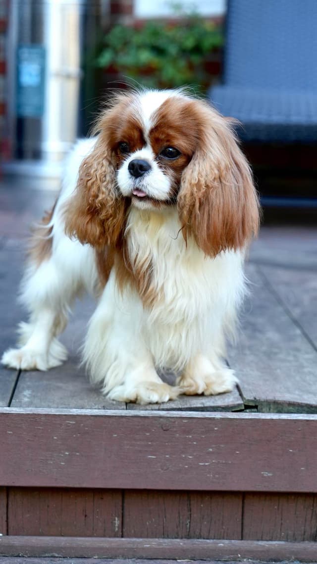 Cavalier King Charles Spaniel Puppies media 3