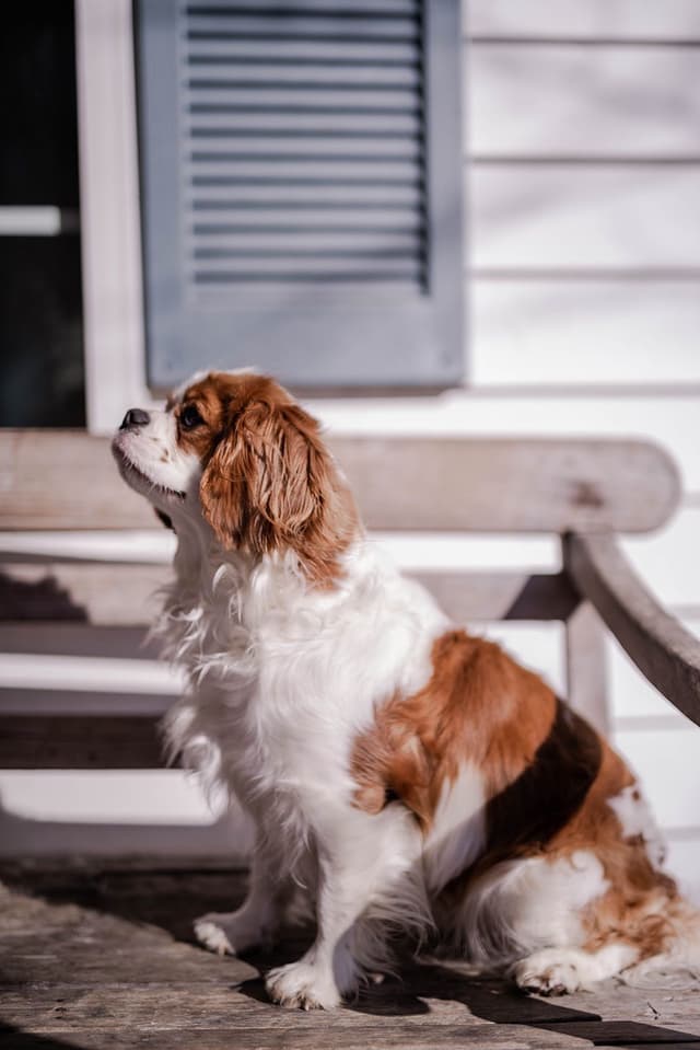 Cavalier King Charles Spaniel Puppies media 4