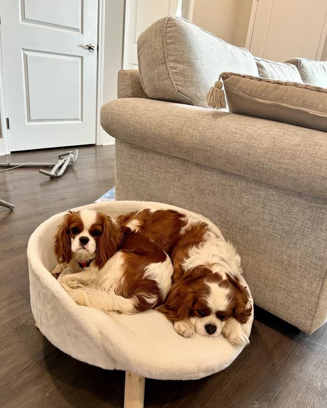 Cavalier King Charles Spaniel Puppies media 5