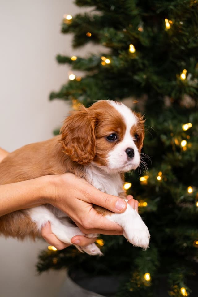 Cavalier King Charles Spaniel Puppies media 8