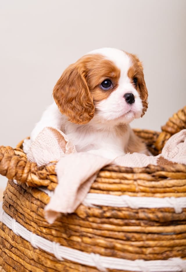 Cavalier King Charles Spaniel Puppies media 7