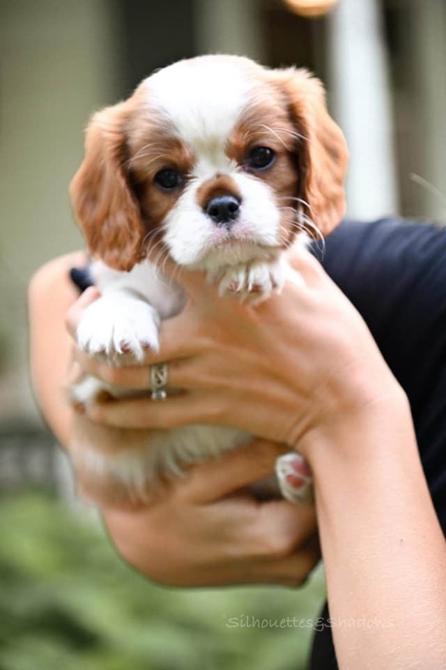 Cavalier King Charles Spaniel Puppies media 9