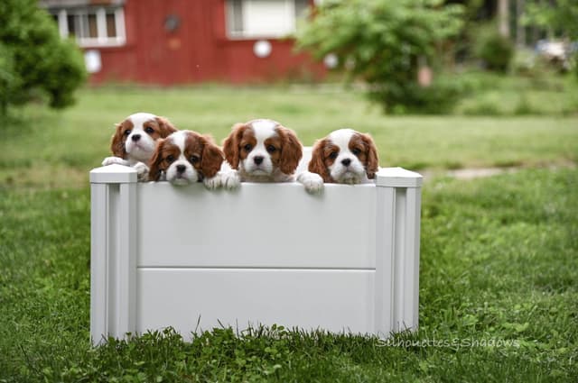Cavalier King Charles Spaniel Puppies media 11