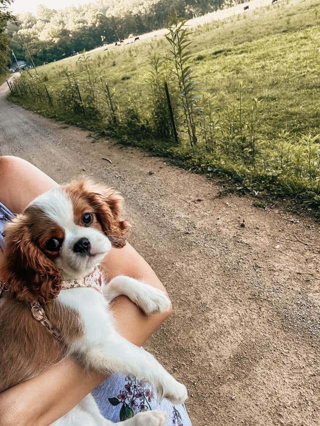 Cavalier King Charles Spaniel Puppies media 12