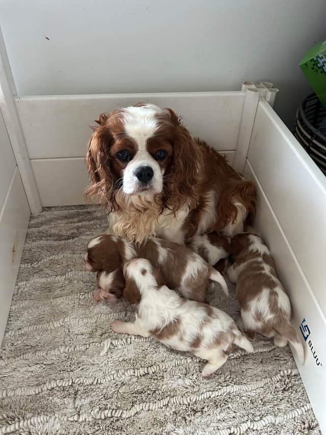 Cavalier King Charles Spaniel Puppies media 13