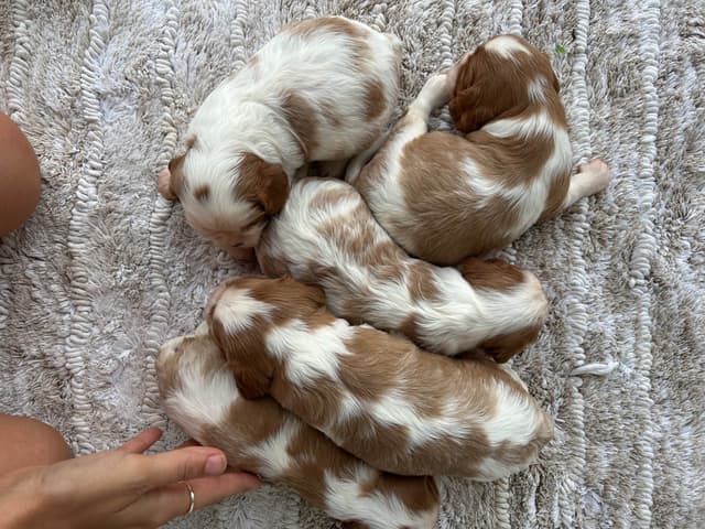 Cavalier King Charles Spaniel Puppies media 14