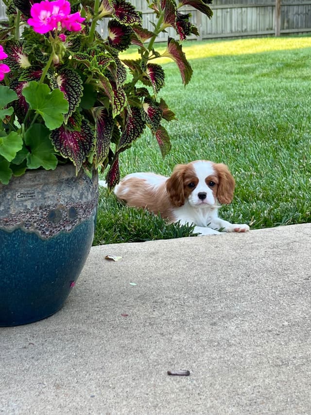 Cavalier King Charles Spaniel Puppies media 16