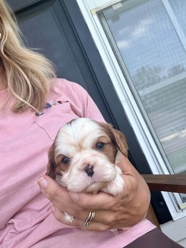 Cavalier King Charles Spaniel Puppies media 17