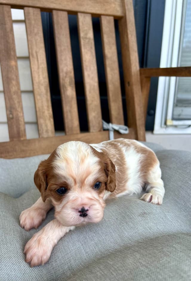 Cavalier King Charles Spaniel Puppies media 18