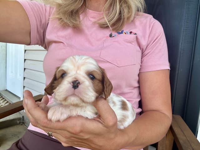 Cavalier King Charles Spaniel Puppies media 20
