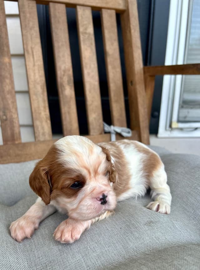 Cavalier King Charles Spaniel Puppies media 19