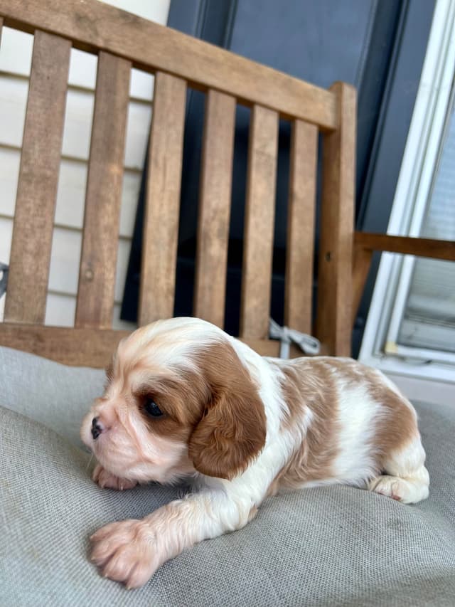 Cavalier King Charles Spaniel Puppies media 22