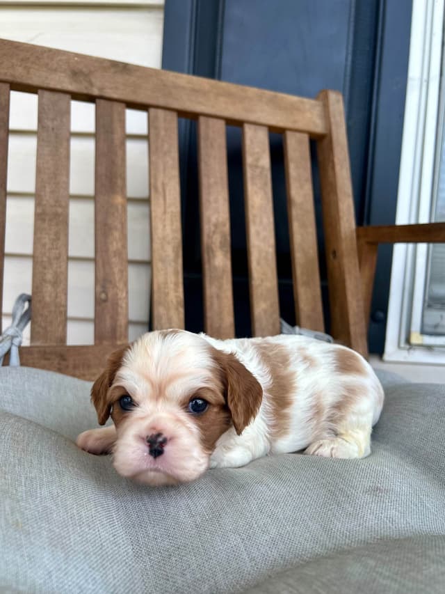 Cavalier King Charles Spaniel Puppies media 24