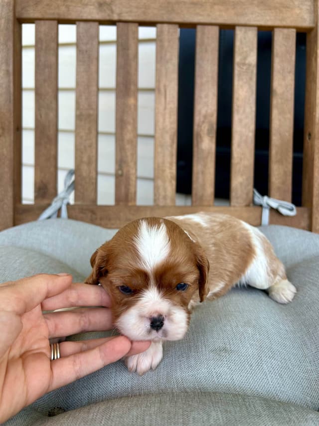 Cavalier King Charles Spaniel Puppies media 23