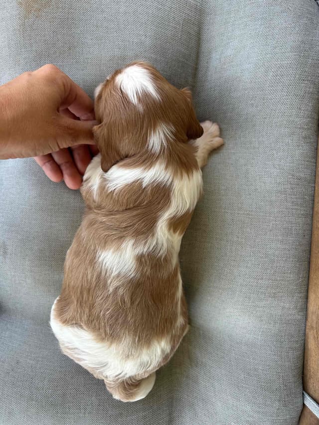 Cavalier King Charles Spaniel Puppies media 25