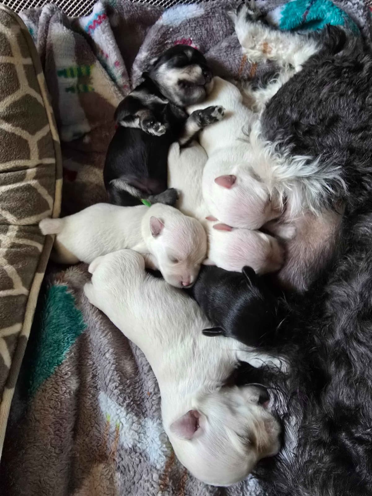 Miniature Schnauzer Puppies breeder image 1
