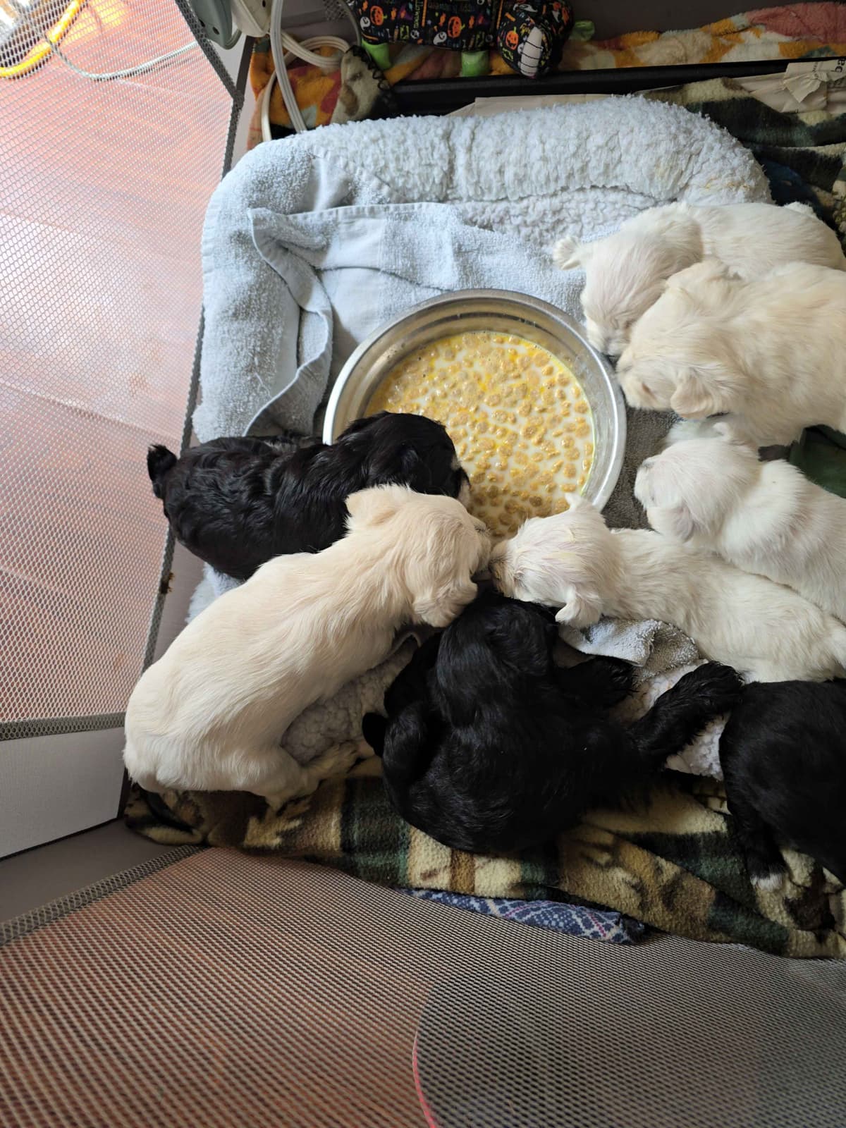 Miniature Schnauzer Puppies breeder image 2