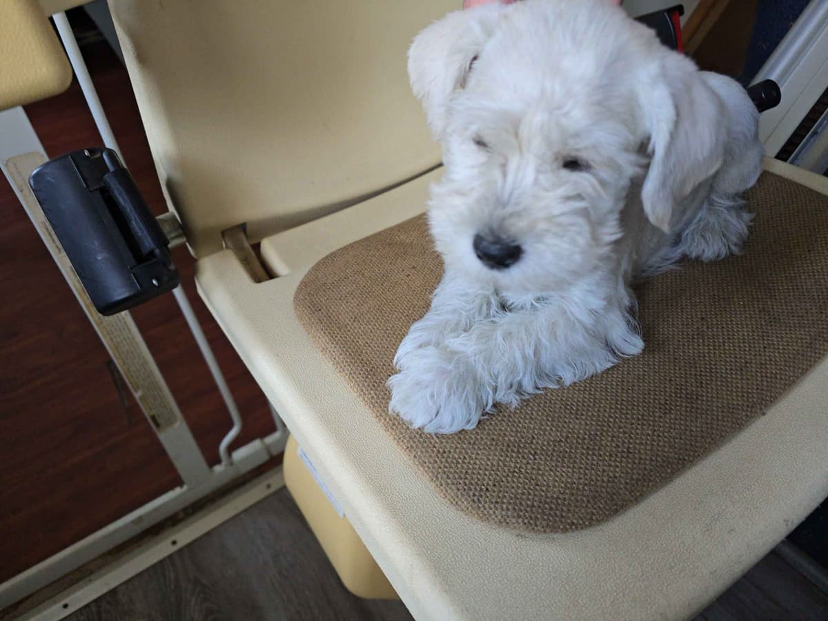 Miniature Schnauzer Puppies breeder image 4
