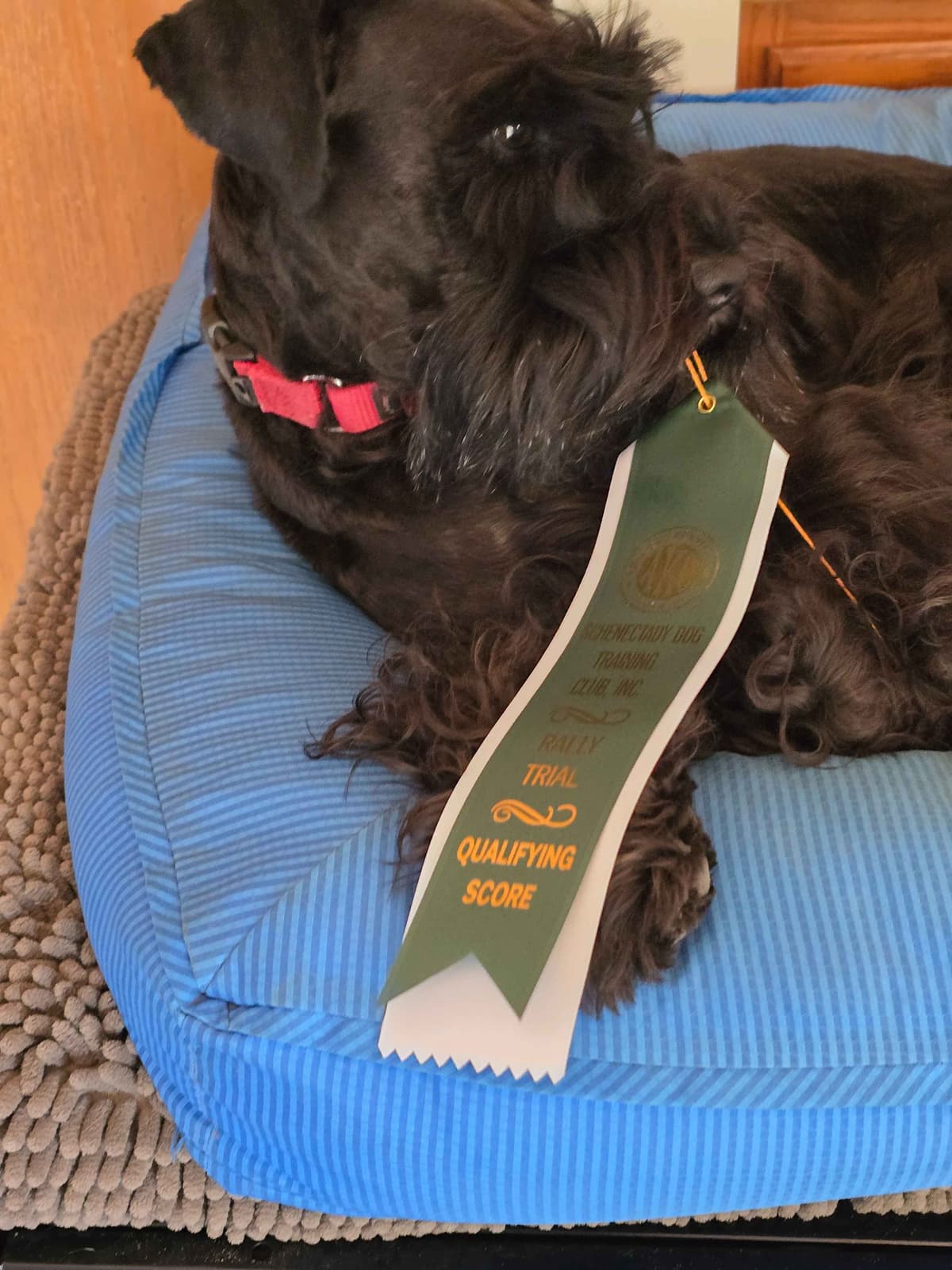 Miniature Schnauzer Puppies breeder image 5
