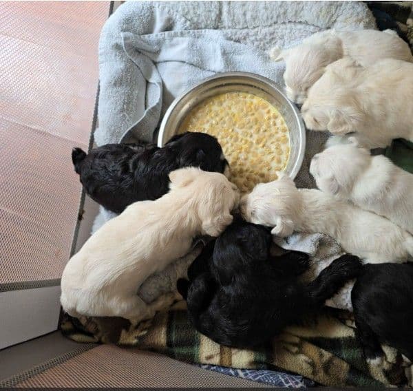 Miniature Schnauzer Puppies media 3