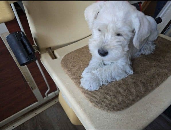 Miniature Schnauzer Puppies media 2