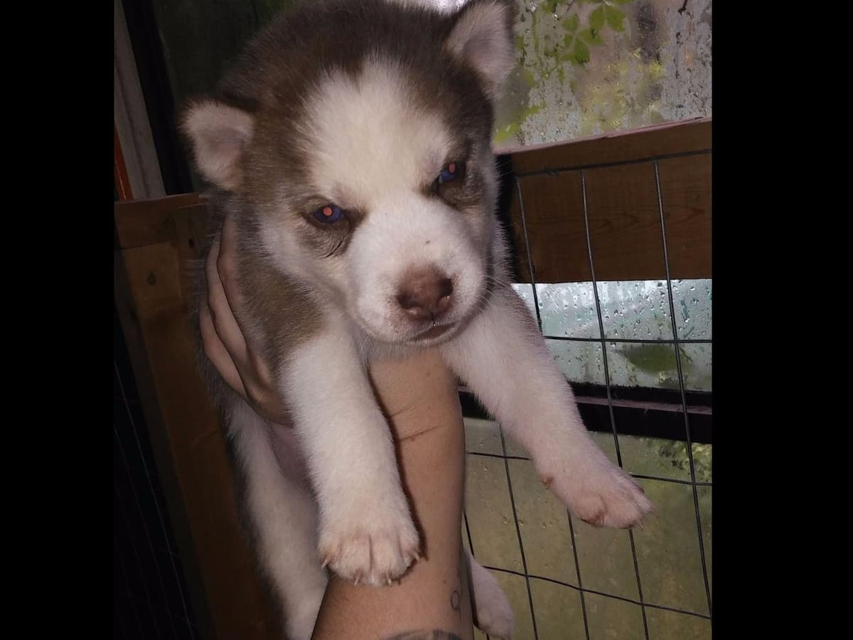 Siberian Husky Puppies breeder image 1