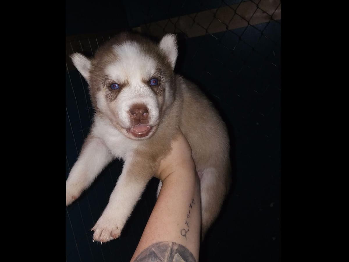 Siberian Husky Puppies breeder image 2