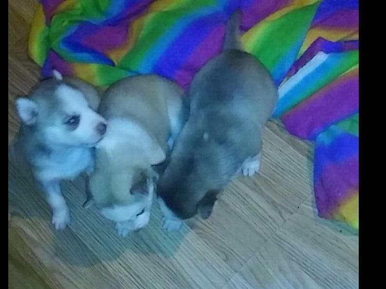 Siberian Husky Puppies breeder image 3