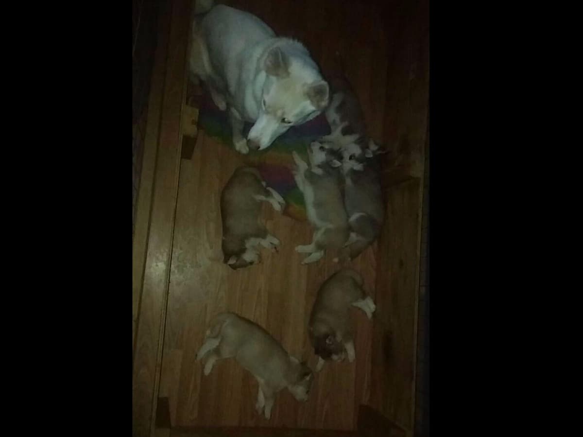 Siberian Husky Puppies breeder image 5