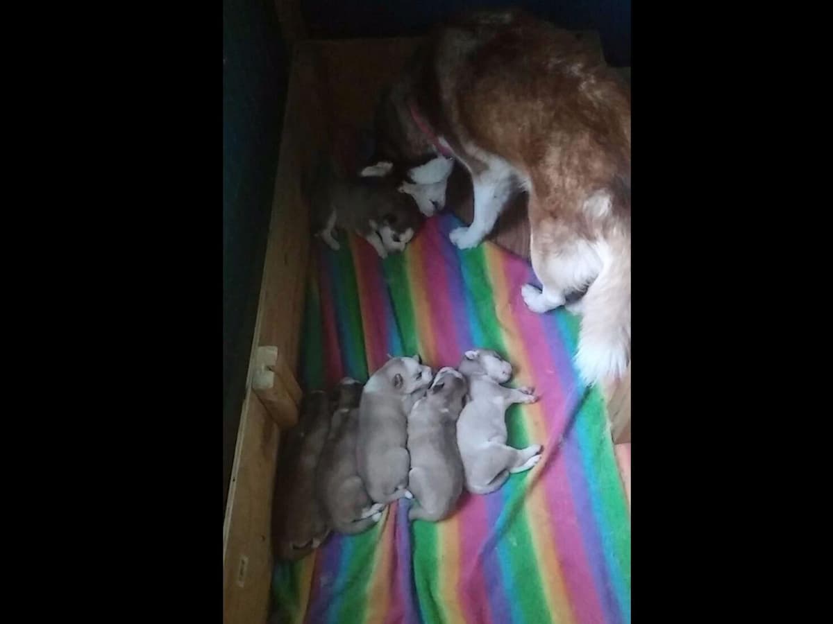 Siberian Husky Puppies breeder image 6