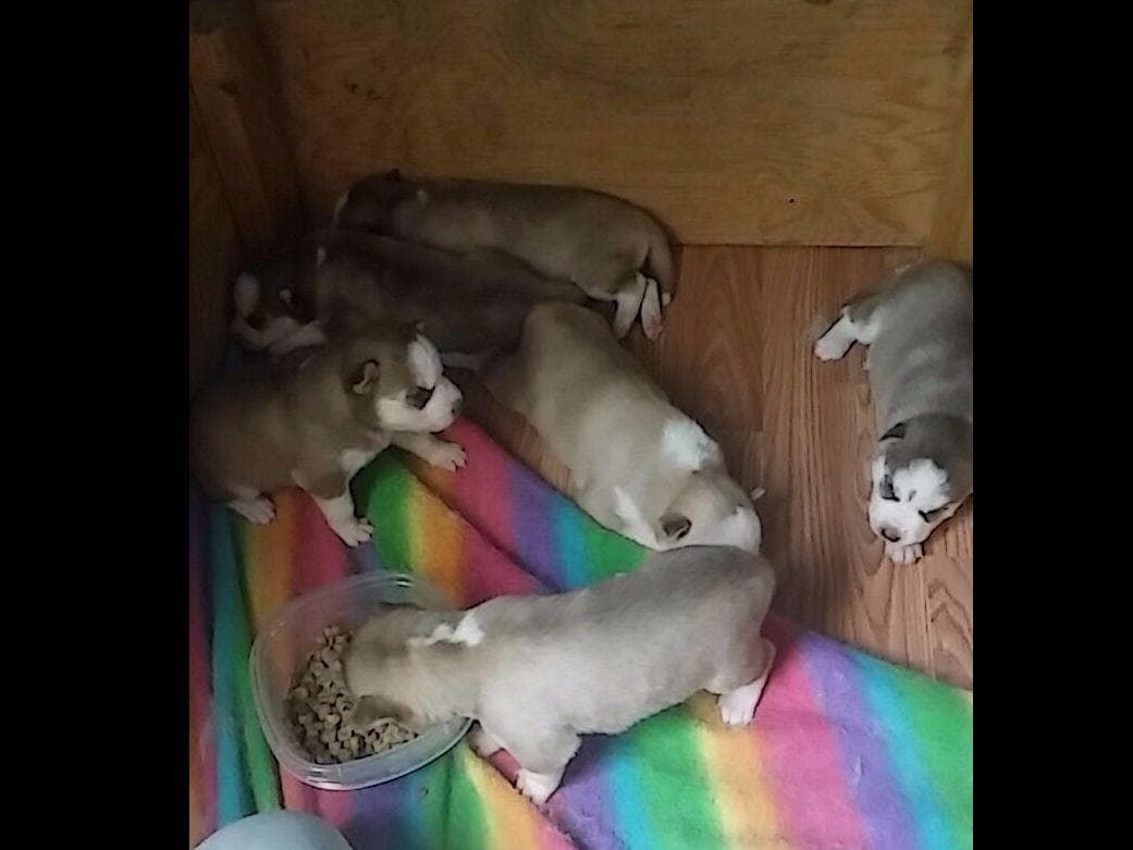 Siberian Husky Puppies breeder image 7
