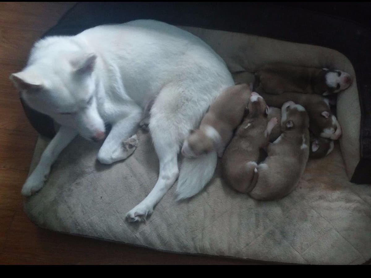 Siberian Husky Puppies breeder image 8