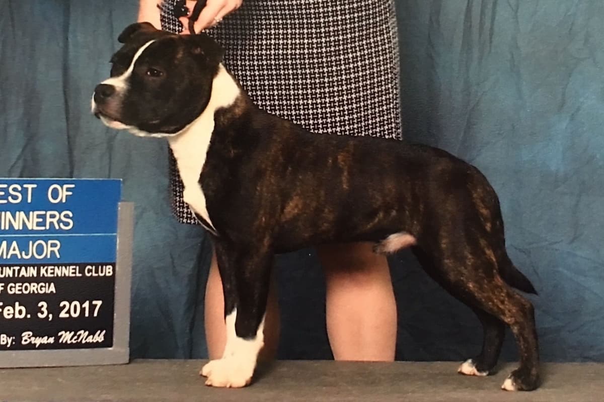 Staffordshire Bull Terrier Puppies breeder image 1
