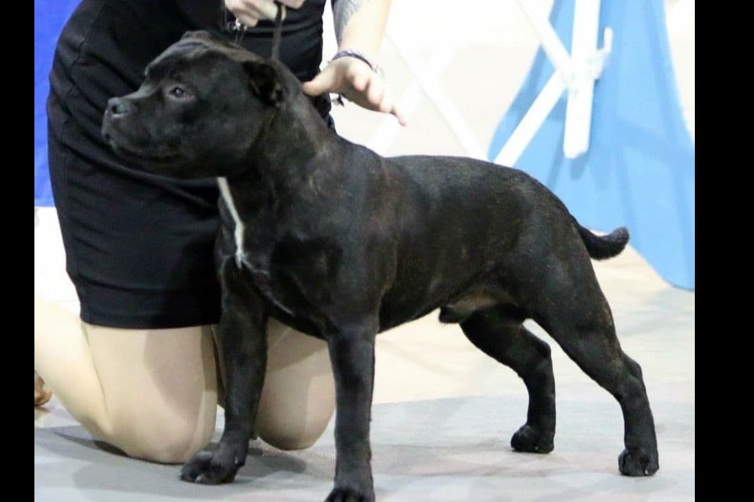 Staffordshire Bull Terrier Puppies breeder image 2