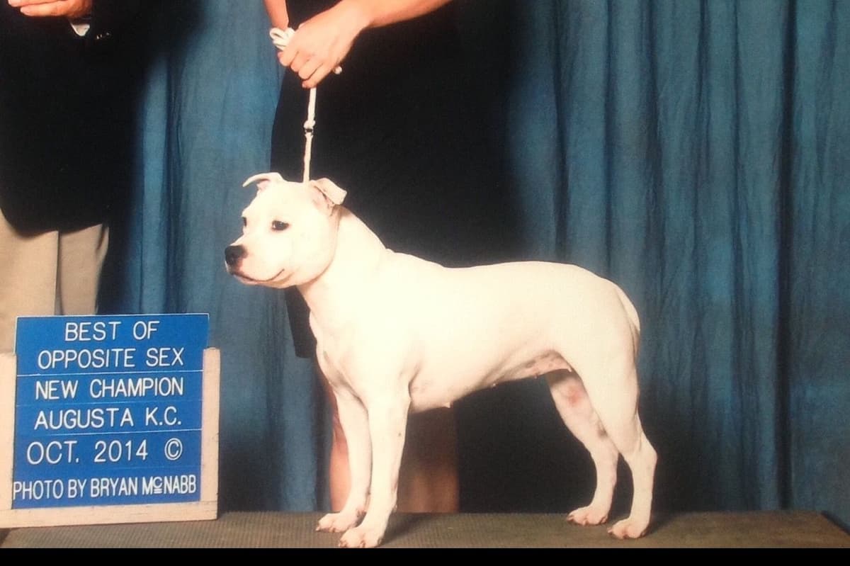 Staffordshire Bull Terrier Puppies breeder image 4