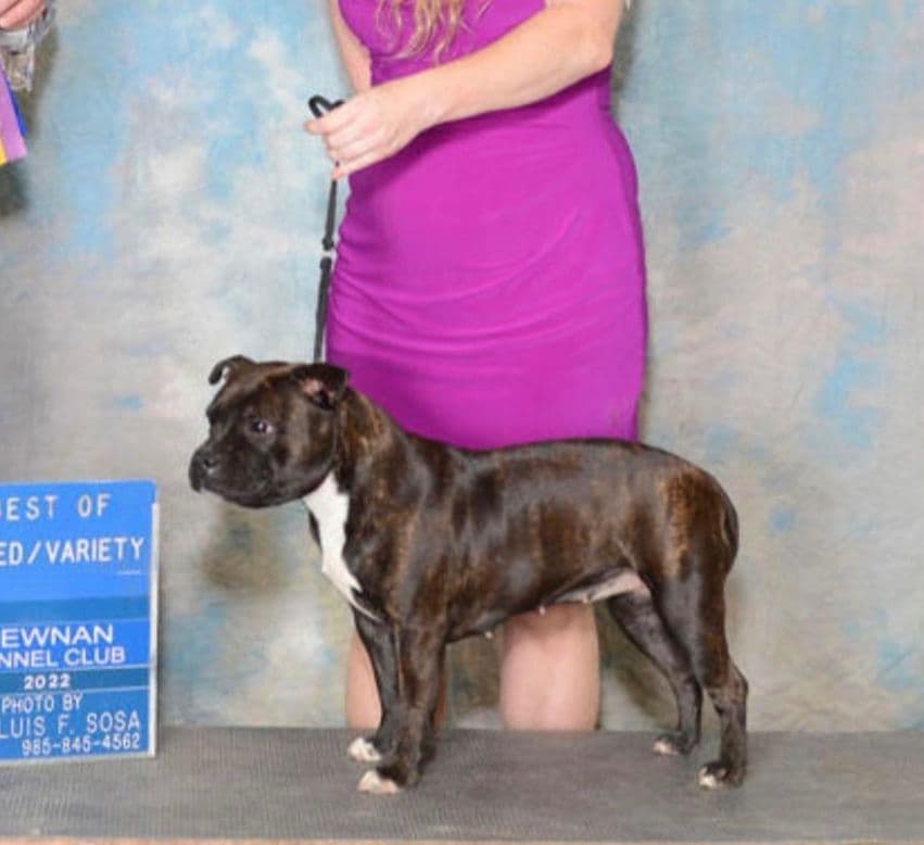 Staffordshire Bull Terrier Puppies breeder image 3