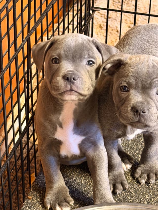 Staffordshire Bull Terrier Puppies media 2