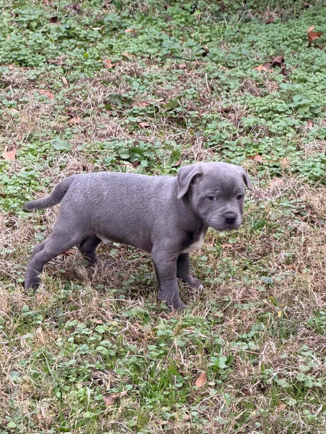 Staffordshire Bull Terrier Puppies media 4