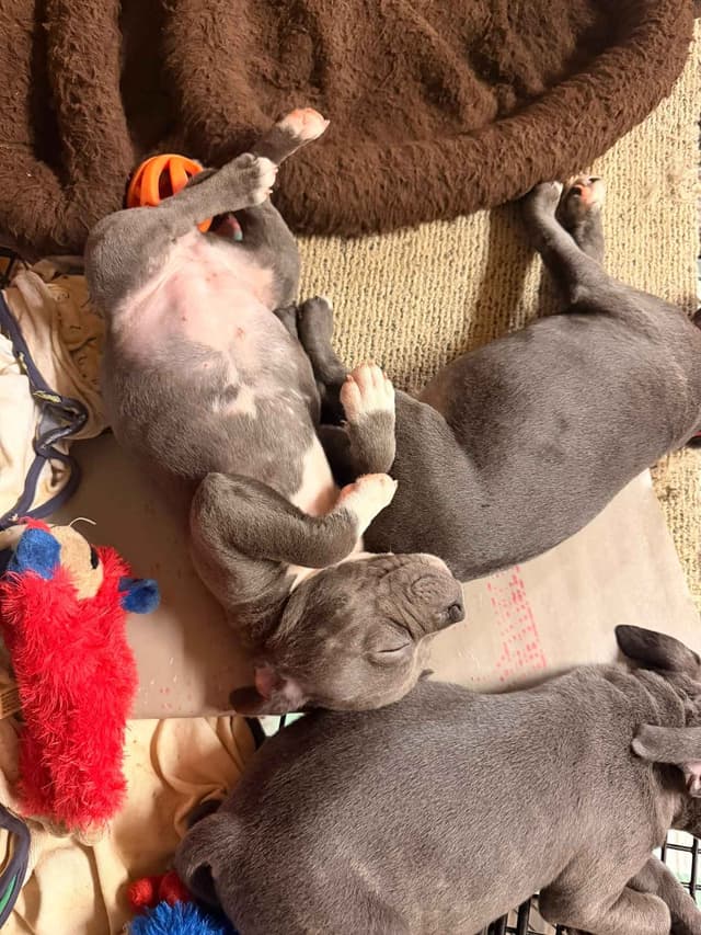 Staffordshire Bull Terrier Puppies media 2